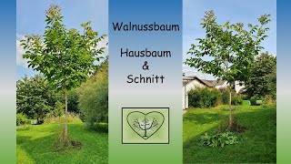 Walnussbaum Schnitt und Hausbaum EinHerzfürStreuobstwiesen [upl. by Latreese208]