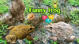 Catch a frog on the grass  Funny frog when caught  Frog makes you laugh🐸🤏😂shorts frog funny [upl. by Draper865]