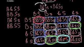 Dihybrid cross and law of probability [upl. by Chute]