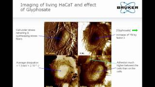 AFM  Quantitative Imaging of Biological Samples by PeakForce QNM Atomic Force Microscopy  Bruker [upl. by Asylem151]