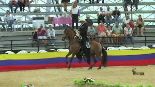 PERSEO DE LA SERRANIA PRIMER PUETO CAMPEONATO JOVEN TROTE Y GALOPE LA VEGA GRADO B 2024 [upl. by Elinore676]