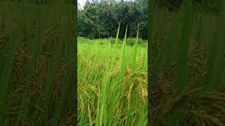 Newshort newshort odiashorts mrmsbabu viral shortsviral [upl. by Amsirp929]