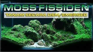 MENANAM MOSS SECARA EMERSEDDSM  FISSIDEN FONTANUS [upl. by Vickey940]