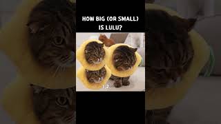 How Big or Small Is LuLu [upl. by Donahue]