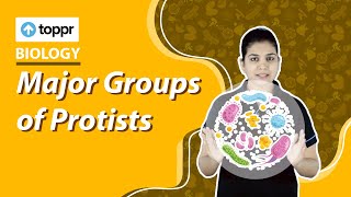 Major Groups of Protists  Microorganism  Class 8 Biology [upl. by Ative]