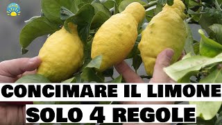 Concimare il LIMONE  4 REGOLE DA SAPERE  Prodigio limone AGRUMI e SEMPREVERDI [upl. by Quin]