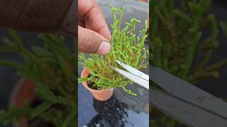 Rattail Carssula propagation tips 🐀 💚 succulent succulentcare succulenttips [upl. by Dnamra]