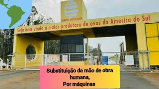 Maior produtora de ovos da América do Sul Mantiqueira brasil top tecnologia [upl. by Oinotnaesoj]