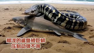 Shark Meets Python on the Beach A Rare EncounteraiGPTsoraopenaistoryanimal [upl. by Askari]