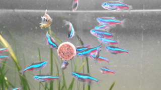 Feeding my school of green paracheirodon simulans and black Neon Tetra [upl. by Opportina545]