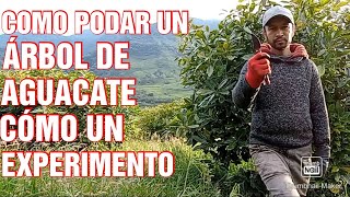 EVITA errores al podar tu árbol de aguacate hass [upl. by Nerreg]