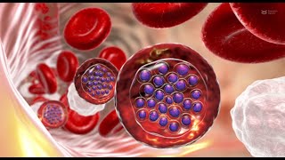 Transcription factor PfAP2P regulates pathogenesis during malaria parasite blood stages [upl. by Tnahsarp]