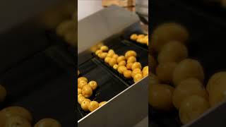 Storing potatoes to packaging [upl. by Slemmer169]