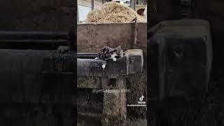 fyp fypシ゚viral comedy funny animals cat horse shorts like share america english nz eh [upl. by Stauffer92]