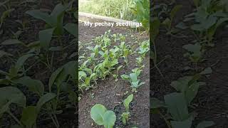 Pechay seedlings [upl. by Eryt]