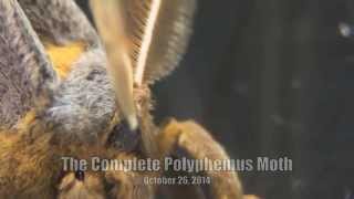 Life of Polyphemus Moth [upl. by Elinad]