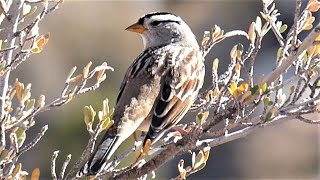 Whitecrowned Sparrow  Song Call [upl. by Hovey]