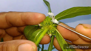 Lamiaceae Leucas taxonomic workout Botany [upl. by Weed]