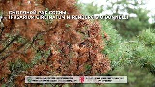 Смоляной рак сосны Fusarium circinatum Nirenberg amp ODonnell [upl. by Ylrehs]