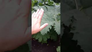 Biggest leaves Ever Gunnera manicata millstgardens kewgardens [upl. by Aeli]