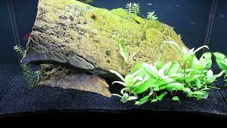 Additional LargeLeaved Plants to 20Gallon Tall Aquascape 5224 [upl. by Delacourt]