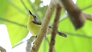 Goldenbellied Gerygone Birdsong [upl. by Ahsinrat321]