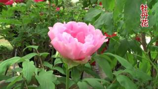 ç‰¡ä¸¹èŠ± é¬±é‡‘é¦™æ‰æž—æºª Paeonia SuffruticosaHD 720p [upl. by Horst]