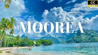 4K MOOREA FRENCHPOLYNESIA THIS IS HEAVEN ON EARTH  A beautiful Walking Tour in Paradise [upl. by Remliw739]