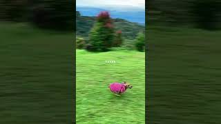 This is How Miniature Pinscher Dog Run So Fast shortvideo shorts dog miniaturepinscher [upl. by Rengaw41]