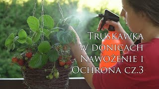 Nawożenie i pielęgnacja Cz 3 – Uprawa truskawek wiszących i pnących w donicach na balkonie [upl. by Meerek]