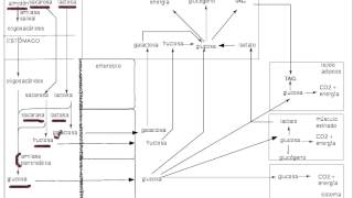 glucidosdigestionabsorcion [upl. by Jerusalem]