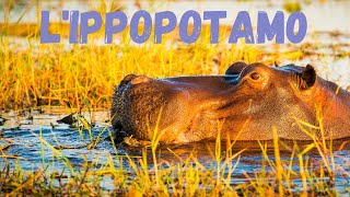 Lippopotamo [upl. by Atiuqehc]