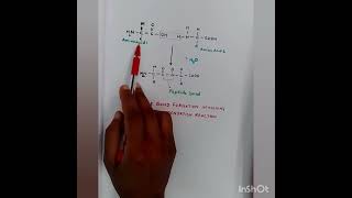 peptide bond [upl. by Elocal]