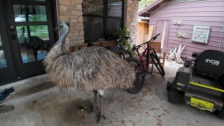 Looking for an Interesting Pet Get a Back Porch Emu [upl. by Ettena117]