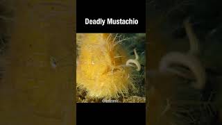 The Frogfishs Deadly Mustachio short [upl. by Dawes]