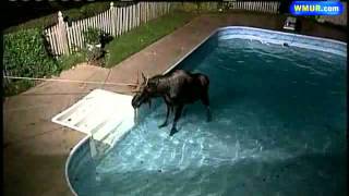 Extended Video Moose Rescued From Manchester Pool [upl. by Iolande]