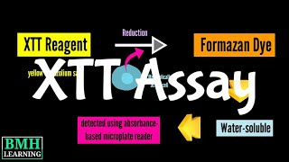 XTT Assay  Cell Proliferation Assay  Cell Viability Assay [upl. by Borszcz256]