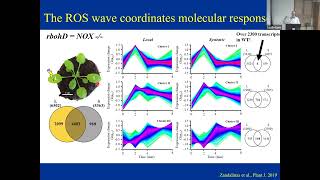 Ron Mittler ROS and redox signaling in plant stress responses [upl. by Esoranna]