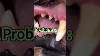 Barkle Dog Teeth Cleaning Gel [upl. by Ttenneb]