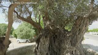 Olive Tree Polis Chrysochous [upl. by Annoved48]