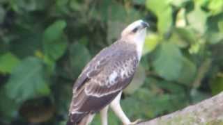 Changeable Hawk Eagle Calling [upl. by Ehtylb]