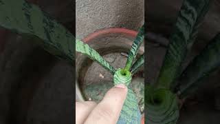 snake plant growth smakeplant garden plantcare [upl. by Braden]