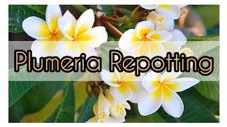 how To plumeria chumpa repotting  plumeria plant full Information [upl. by Farrell]