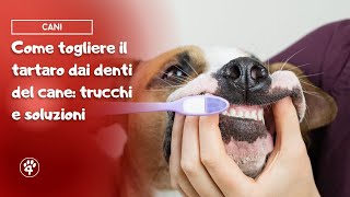 Come togliere il tartaro dai denti del cane trucchi e soluzioni  Amoreaquattrozampeit [upl. by Aimar540]