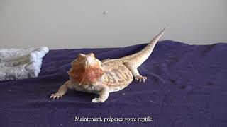 Comment faire une injection intramusculaire à un lézard ou à une tortue [upl. by Alyehs]