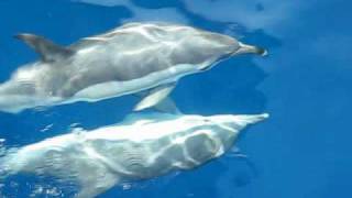 Dauphins au Maroc  Dolphins in Morocco  Delphinus Delphis [upl. by Close843]