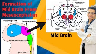 Development of Mid Brain Development of Brainstem  Derivative of Mesencephalon [upl. by Gnohp]