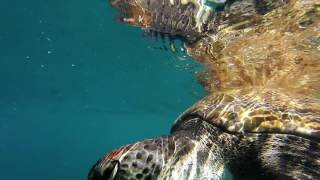 Diving in the Atlantic ocean Tenerife [upl. by Kaye76]