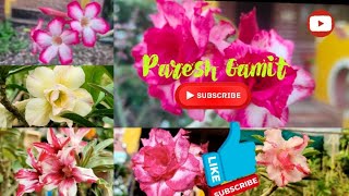 Adinyam Plant  Adinyam Flowers  Multicolor  Adinyam Bonsai  Priti Nursery amp Farm  Paresh Gamit [upl. by Tivad3]