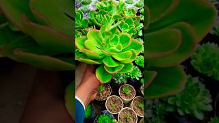 Succulent plants verities shortfeed shorts plants [upl. by Lasley]